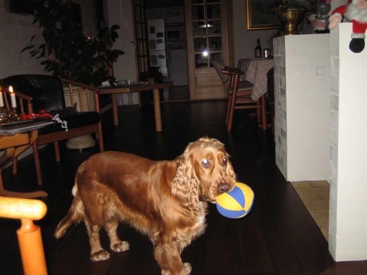 Cocker spaniel Bella - har fået en bold i jule gave  billede 10