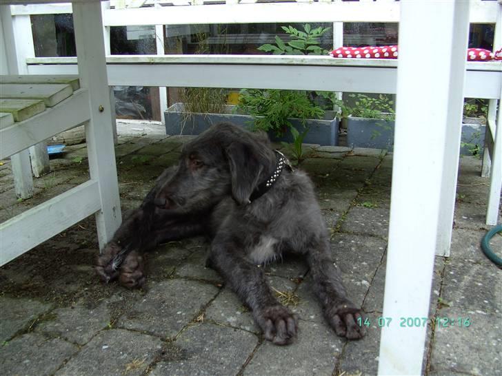 Skotsk hjortehund Arnold. Død 19. okt. 2012 - 4 mdr, jeg kigger lige lidt på nin nye verden billede 7