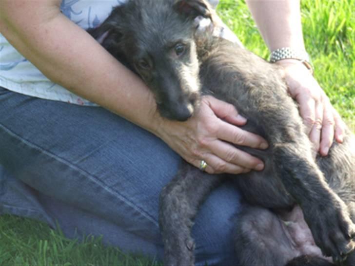 Skotsk hjortehund Arnold. Død 19. okt. 2012 - 3 mdr billede 8