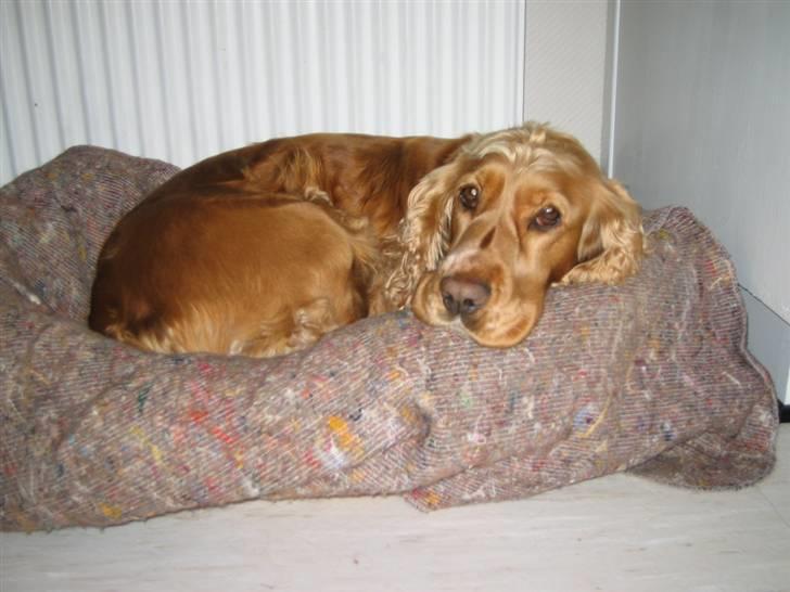 Cocker spaniel Bella - jeg er så sød billede 11