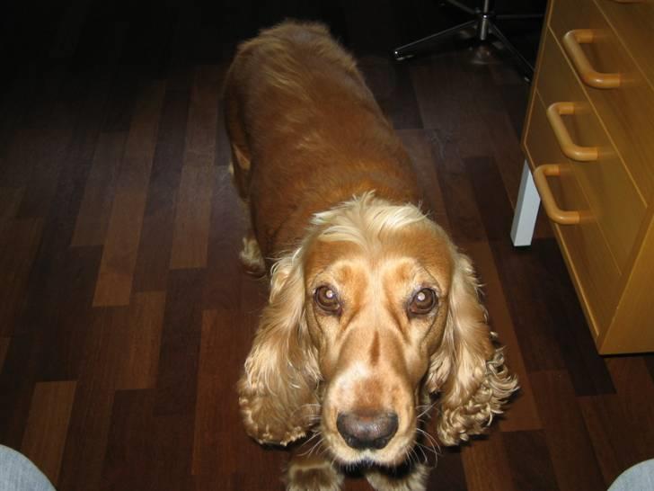 Cocker spaniel Bella billede 12