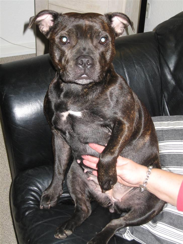 Staffordshire bull terrier *AYA* billede 20
