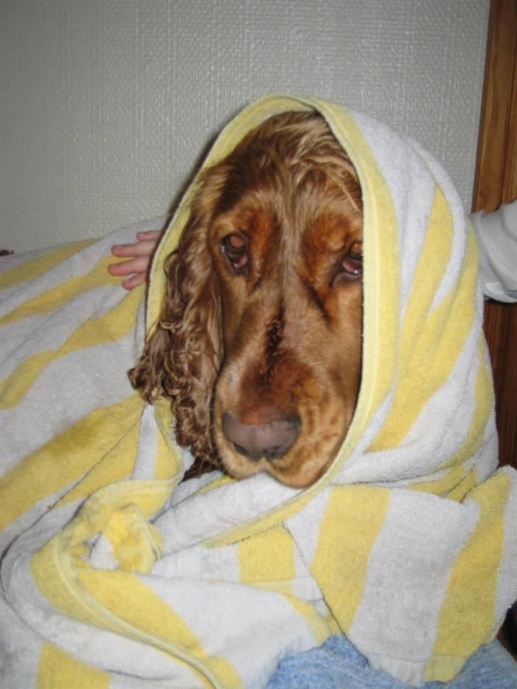 Cocker spaniel Bella - har lige været i bad  billede 13