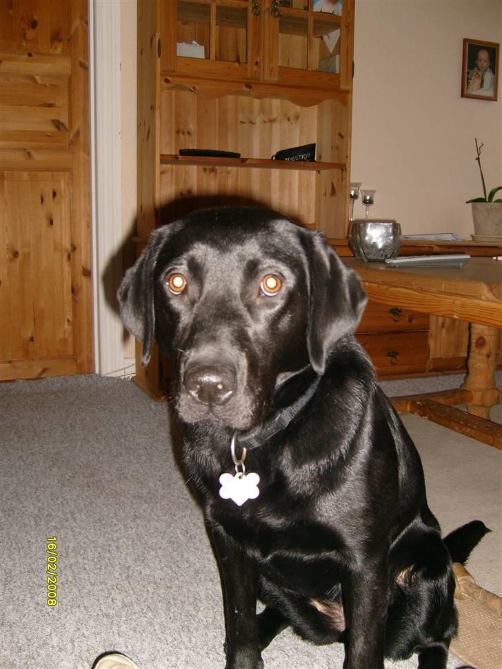 Labrador retriever Kinky - Kinky ca 11mdr... billede 17