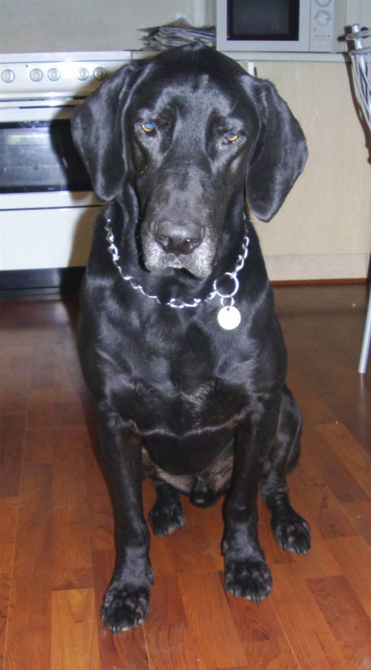 Blanding af racer Tyson billede 1