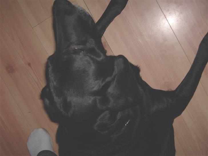 Blanding af racer Tyson billede 2