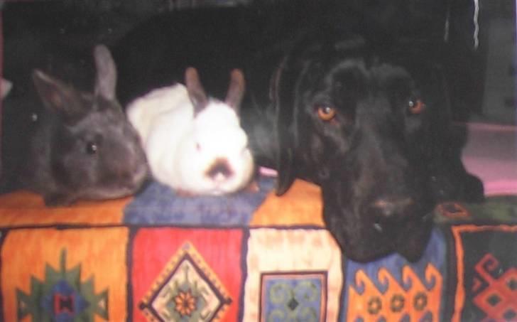 Blanding af racer Tyson billede 3