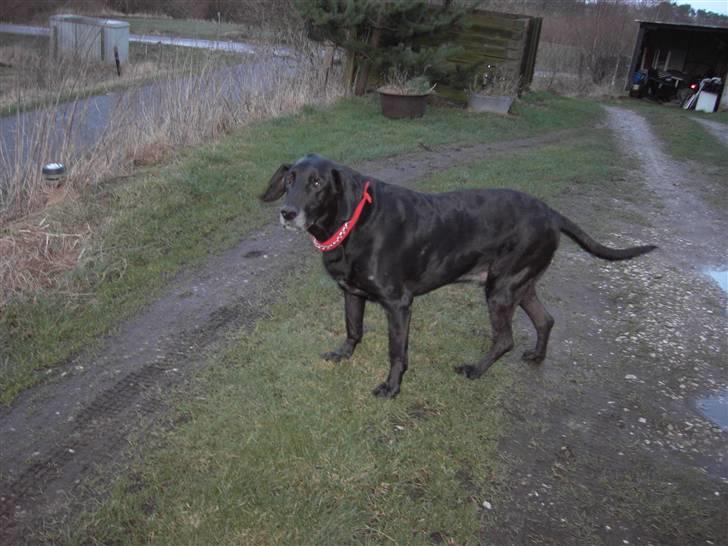 Blanding af racer Tyson billede 4