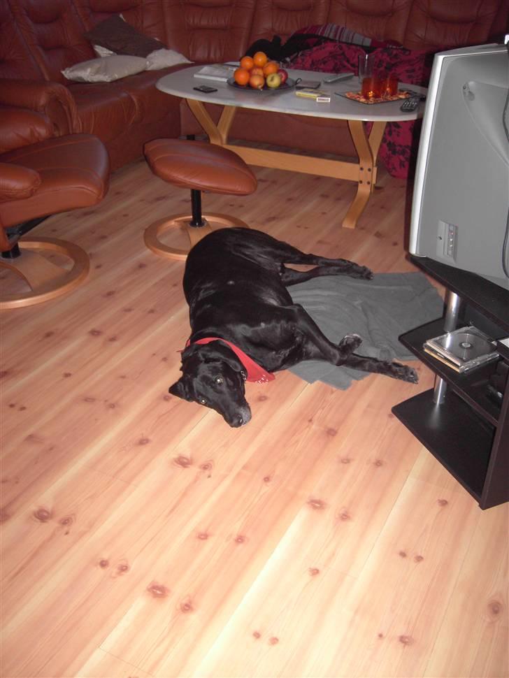 Blanding af racer Tyson billede 5