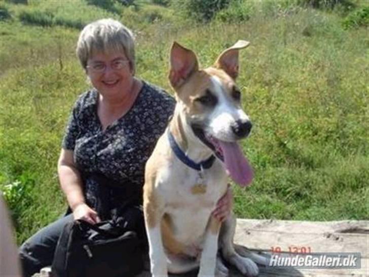 Blanding af racer grækerhunden Trøffel billede 20