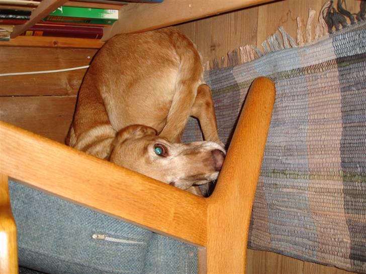 Blanding af racer Lady - Lady juleaften billede 8