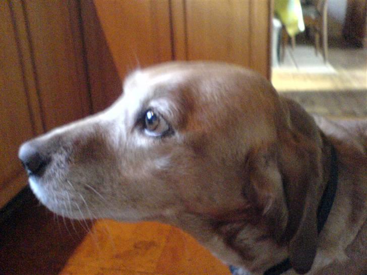 Blanding af racer Lady - Hun kiggede lige ud af vinduet :) billede 9