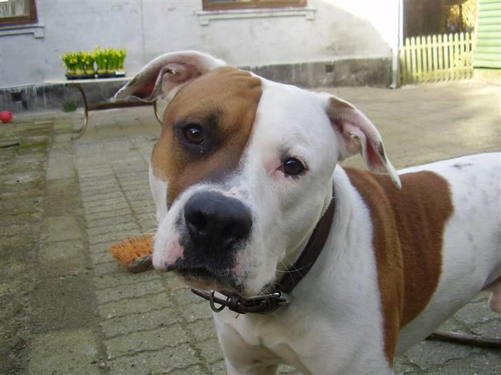 Blanding af racer tyson billede 1