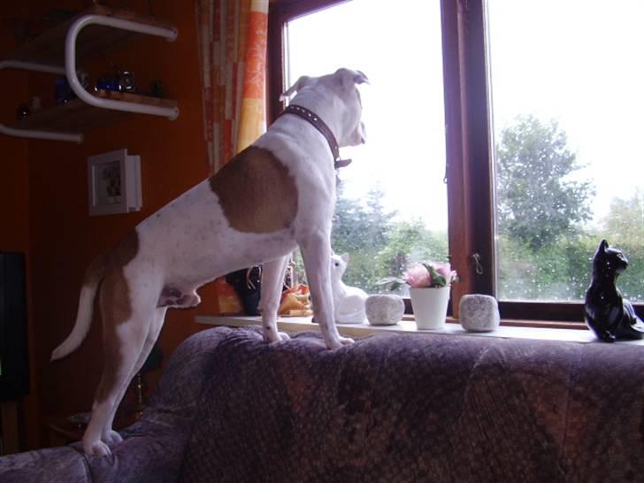 Blanding af racer tyson billede 2