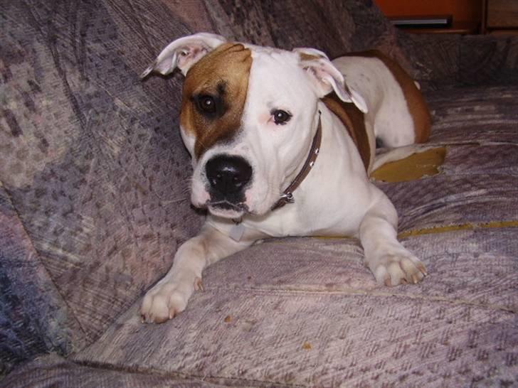 Blanding af racer tyson billede 3