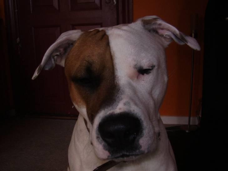 Blanding af racer tyson billede 4