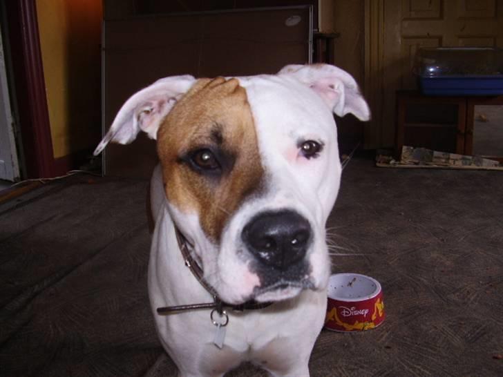 Blanding af racer tyson billede 5