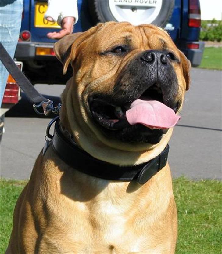 Bullmastiff Bonzo - her er billedet hvor jeg forelskede mig i ham! billede 1