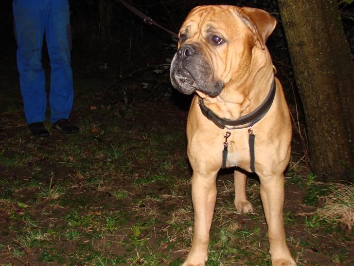 Bullmastiff Bonzo billede 2