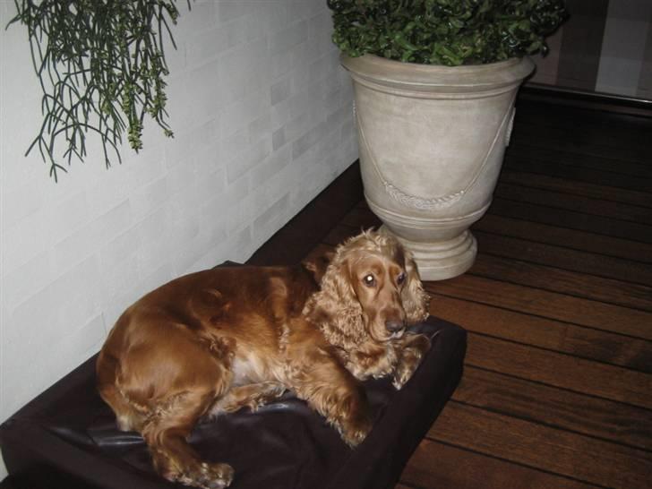 Cocker spaniel Bella - ligger jeg ikke fint i min kurv billede 14