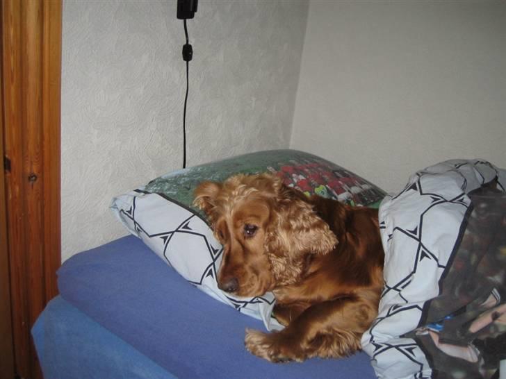 Cocker spaniel Bella - hun sover i sin seng plus hun snorker:) billede 15