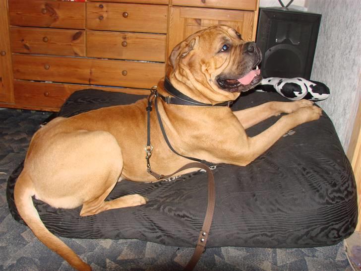 Bullmastiff Bonzo billede 3