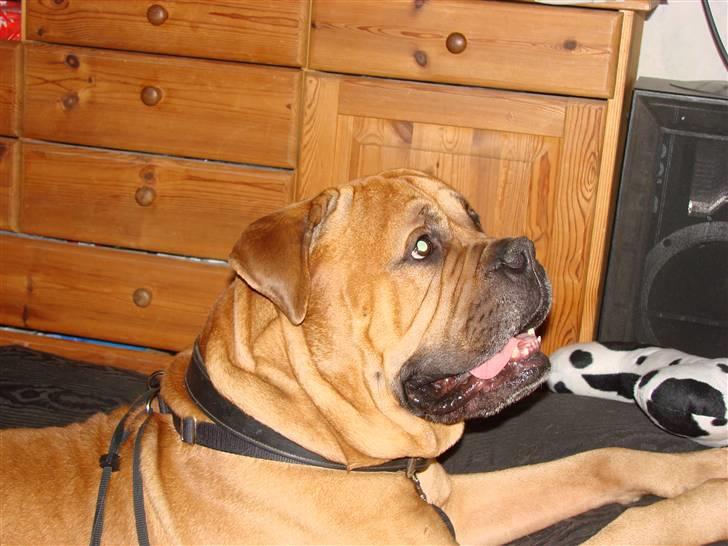 Bullmastiff Bonzo billede 4