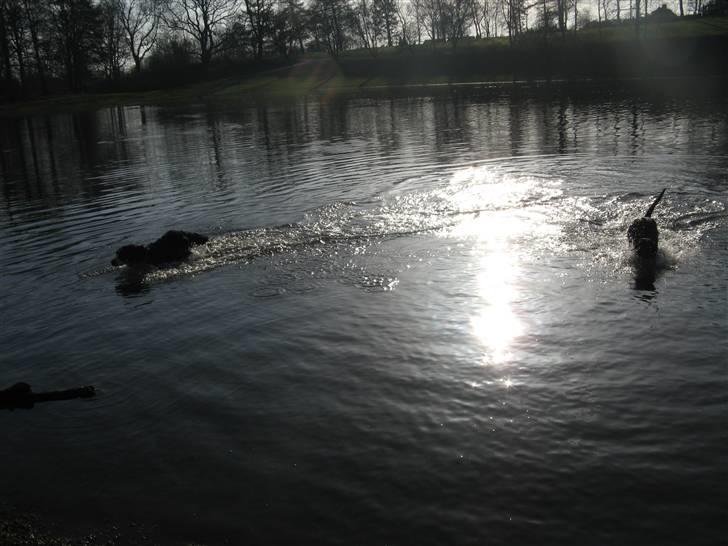 Blanding af racer **Viggo** - Ude at svømme med Jeaci :D billede 8