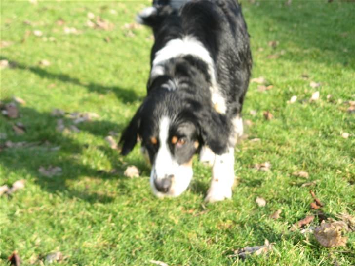 Blanding af racer **Viggo** billede 9