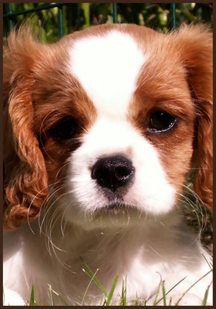 Cavalier king charles spaniel Stina billede 1