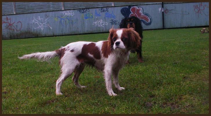 Cavalier king charles spaniel Stina billede 2