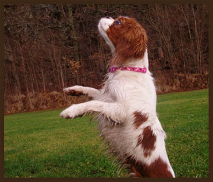 Cavalier king charles spaniel Stina billede 3