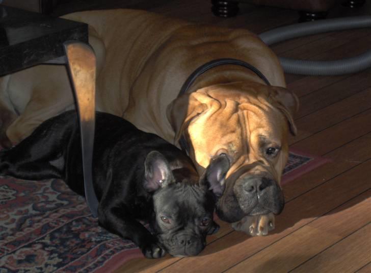 Bullmastiff Bonzo - Her er jeg sammen med min "gamle" søster billede 5