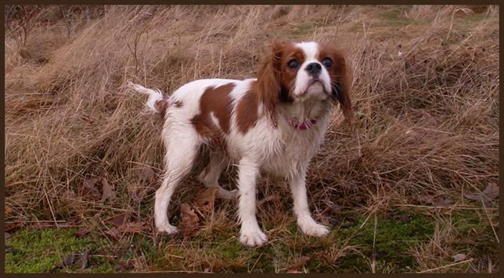 Cavalier king charles spaniel Stina billede 4