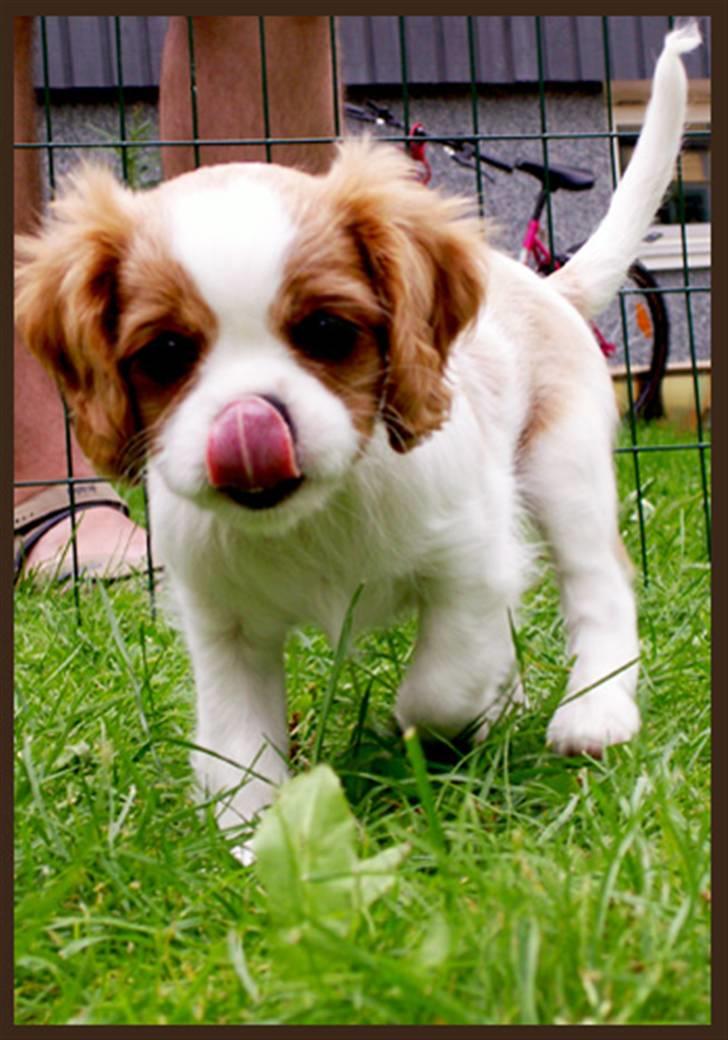Cavalier king charles spaniel Stina billede 5