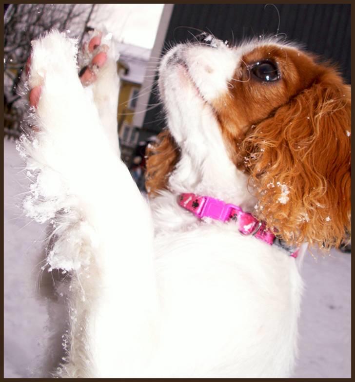 Cavalier king charles spaniel Stina billede 6
