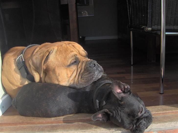 Bullmastiff Bonzo - Dejligt med en pude til hovedet! billede 6