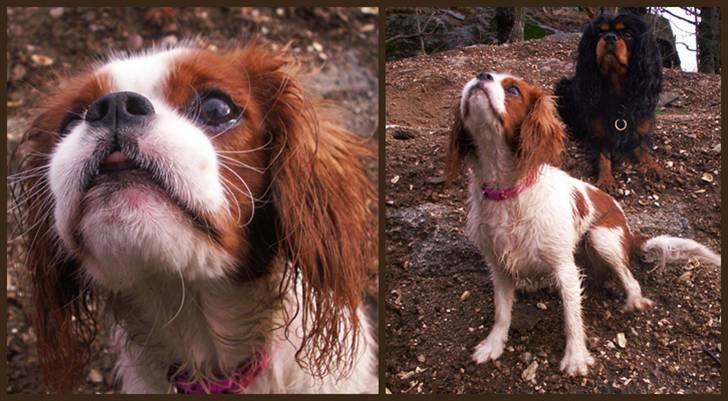 Cavalier king charles spaniel Stina billede 7