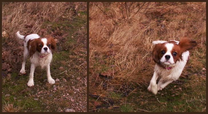 Cavalier king charles spaniel Stina billede 8