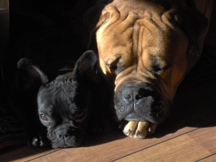 Bullmastiff Bonzo - Godt med en lille fælleslur billede 7