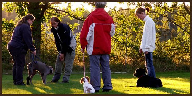 Cavalier king charles spaniel Stina billede 9