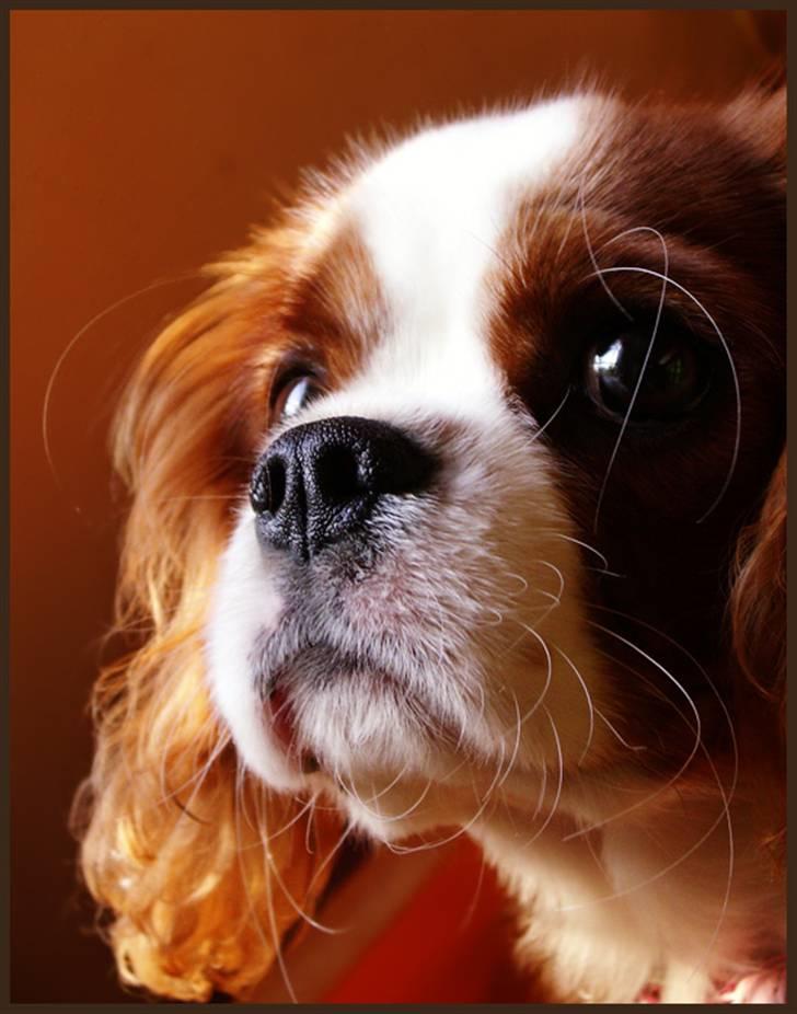 Cavalier king charles spaniel Stina billede 10