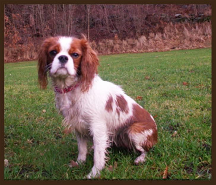 Cavalier king charles spaniel Stina billede 11