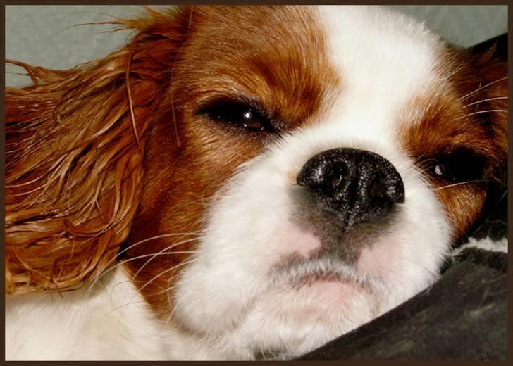 Cavalier king charles spaniel Stina billede 12