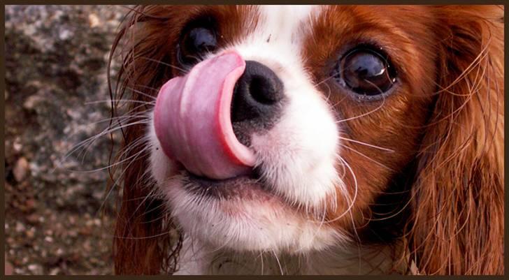 Cavalier king charles spaniel Stina billede 13