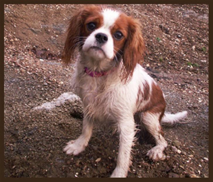 Cavalier king charles spaniel Stina billede 14