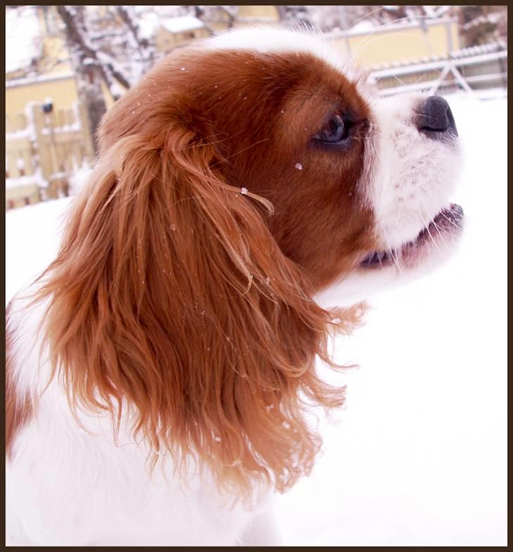 Cavalier king charles spaniel Stina billede 15