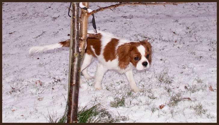 Cavalier king charles spaniel Stina billede 16