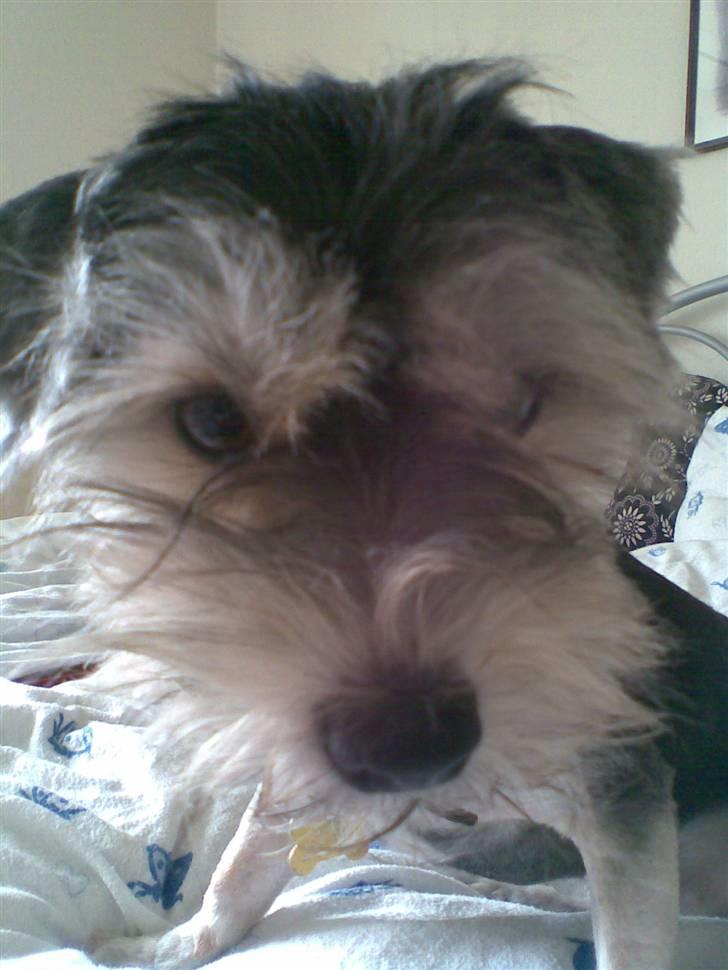 Bichon havanais sir Cody - jeg er ikke så glad for min frisure billede 2