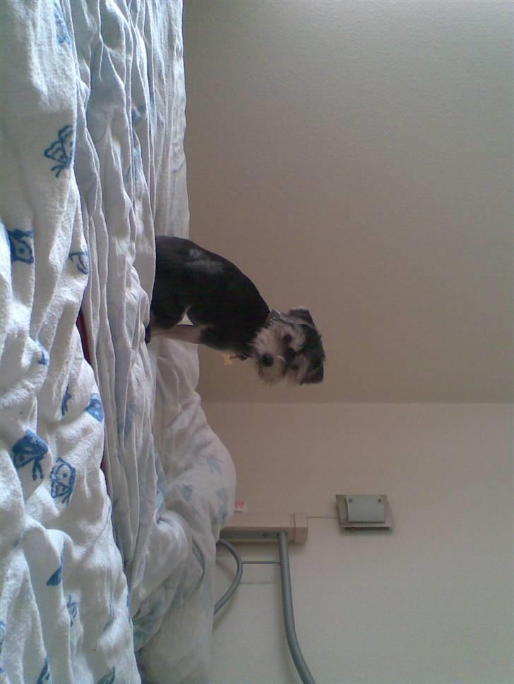 Bichon havanais sir Cody - gider lade mig være, i er onde når i klipper mig billede 3